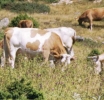 Ενημέρωση για τα ανεπιτήρητα παραγωγικά ζώα στην ανατολική πλευρά της Αμφιλοχίας