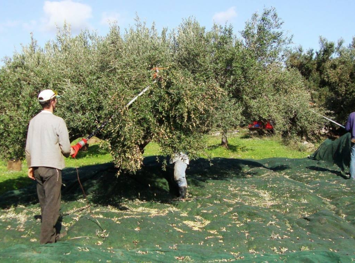 Αιτωλοακαρνανία: Η γραφειοκρατία διώχνει τους εργάτες γης και «γονατίζει» τους ελαιοπαραγωγούς