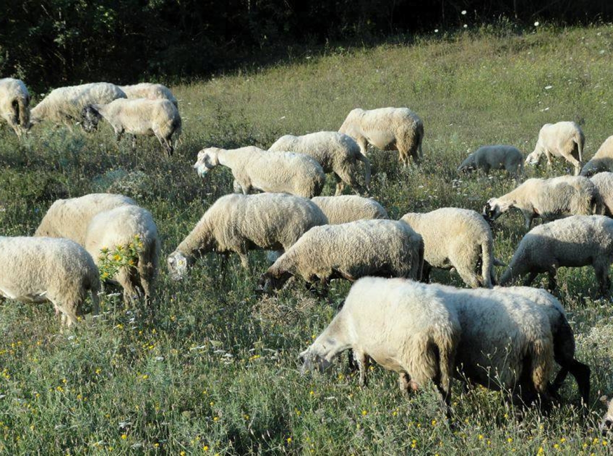 Ξεκίνησαν οι πληρωμές αποζημιώσεων για τους κτηνοτρόφους που επλήγησαν από την ευλογιά των αιγοπροβάτων 