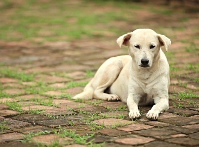 Χρηματοδότηση για τα αδέσποτα – Τα ποσά που παίρνουν οι δήμοι της Αιτωλοακαρνανίας