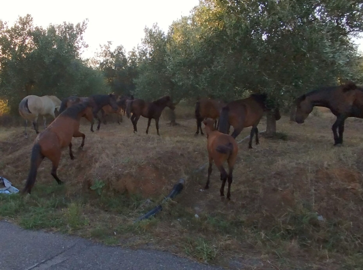 Καθημερινό ευχάριστο συναπάντημα με αγέλη άγριων αλόγων