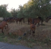 Καθημερινό ευχάριστο συναπάντημα με αγέλη άγριων αλόγων